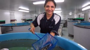 Woman holding barramundi fingerlings