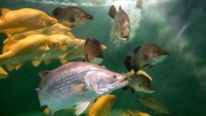 Barramundi in a tank
