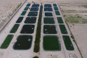 Desert Springs Barramundi