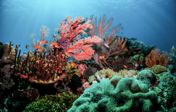 The Great Barrier Reef