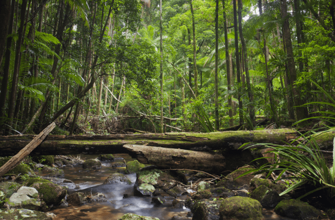 Wooroonoran Rainforest