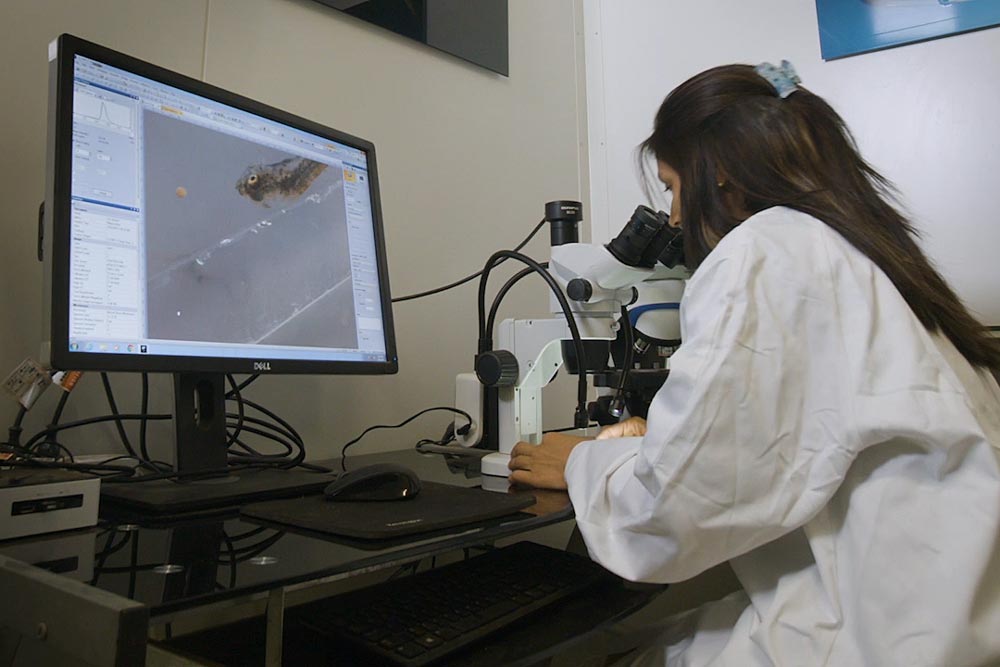 Scientist examining barramundi fingerlings