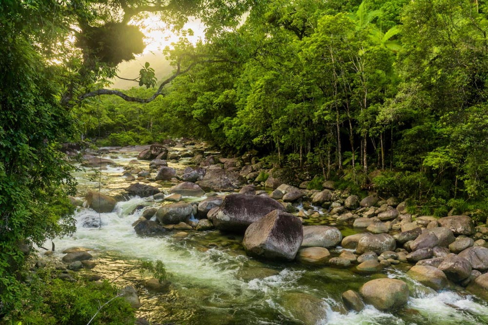 Daintree rainforest river